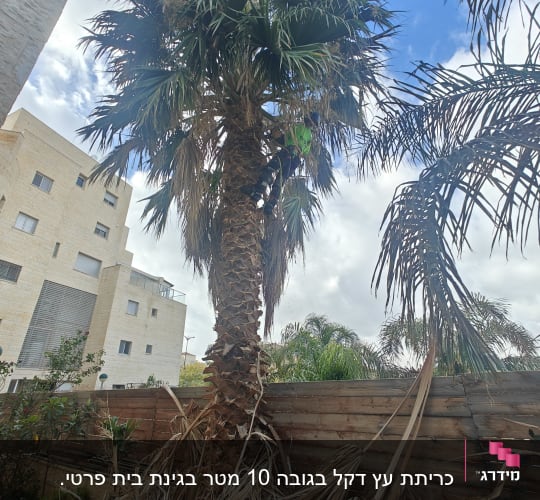 אדם גוזם עץ דקל גבוה עם עלים יבשים